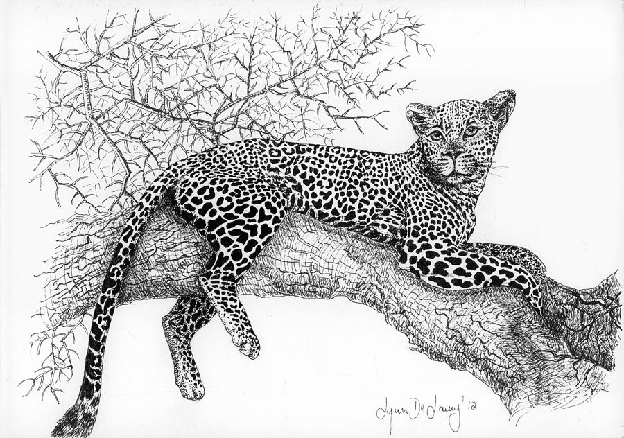 Black And White Drawing - Ingwe by Lynn  De Lacey