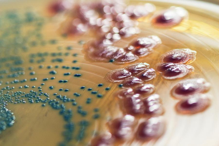 Pattern Photograph - Inhibition Of Escherichia Coli Bacteria by Daniela Beckmann / Science Photo Library