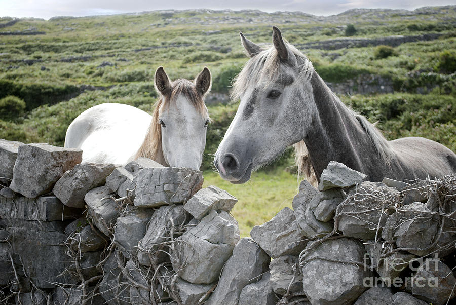Inishmore Horses Digital Art by Danielle Summa