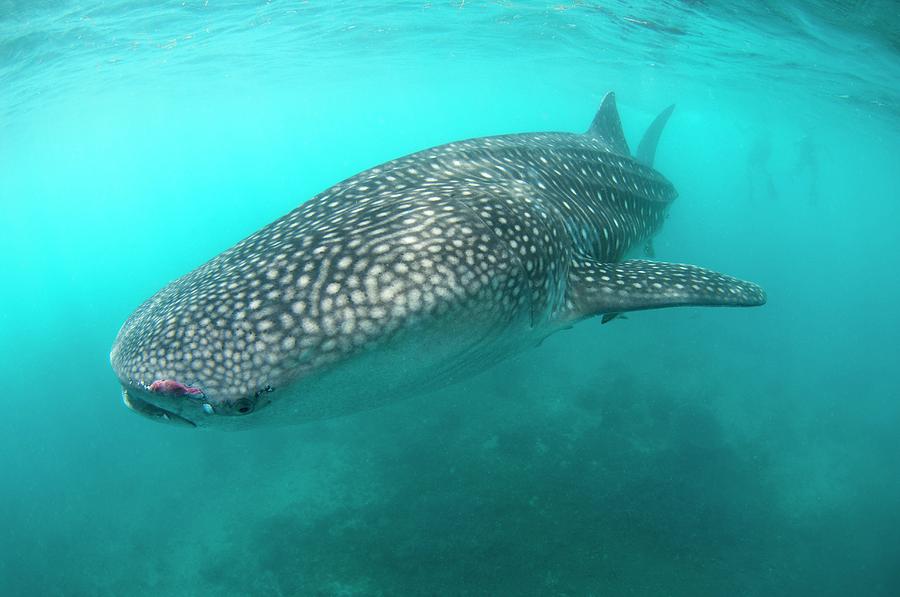 Injured Whale Shark Photograph by Scubazoo - Fine Art America