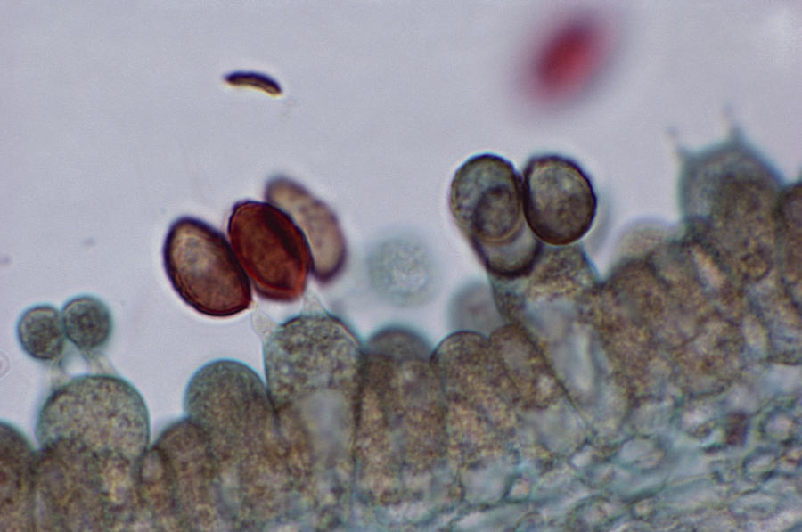 Ink Cap Mushroom Photograph by Biology Pics
