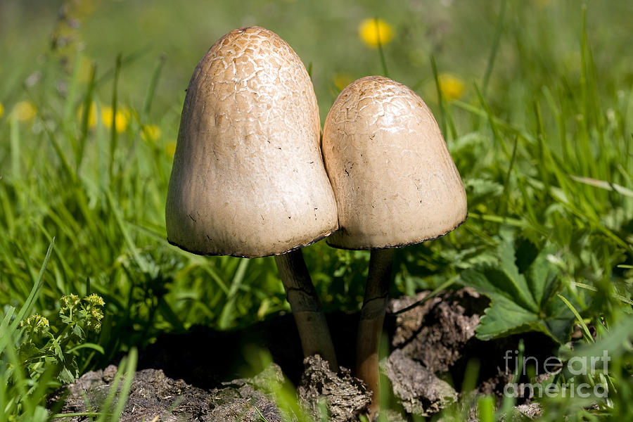 Mushroom Photograph - Ink Caps On Dung by Frank Derer