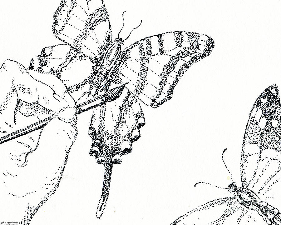 Inked Swallowtail Drawing by Lizi Beard-Ward