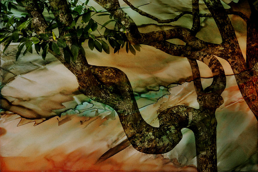 Inked Watercolor St Augustines Tree Photograph by Evie Carrier