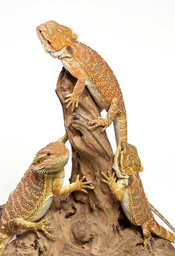 Husbandry Handbook: Inland Bearded Dragon - Pogona vitticeps