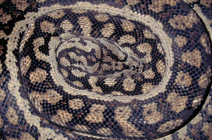 Inland Carpet Python  Photograph by Karl H Switak