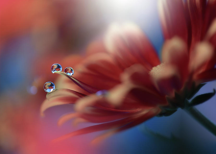 Flower Photograph - Inmost... by Juliana Nan