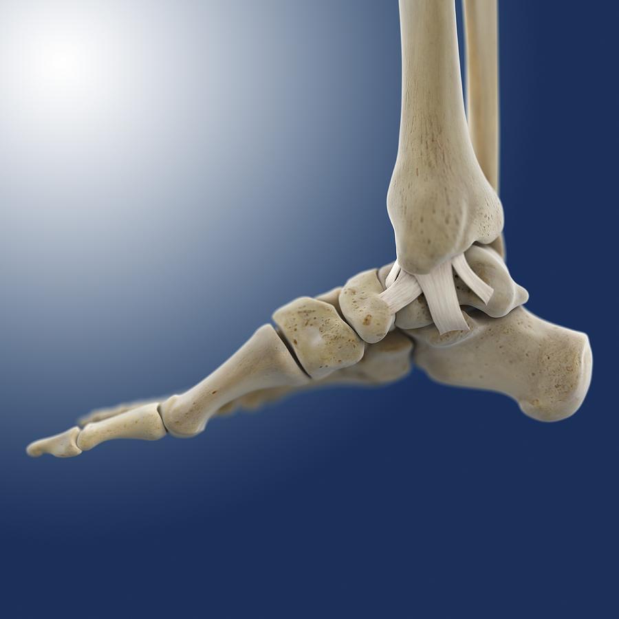 Inner ankle ligaments, artwork Photograph by Science Photo Library ...