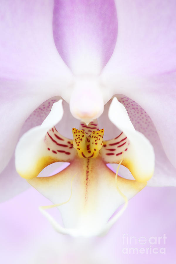 Orchid Photograph - Inner beauty by LHJB Photography