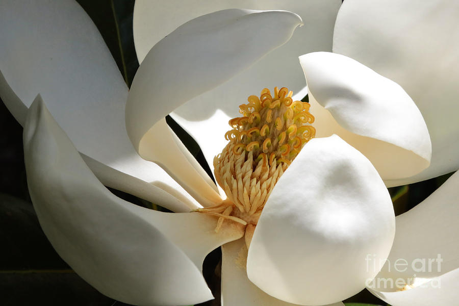 Inner Beauty Magnolia Photograph by Carol Groenen