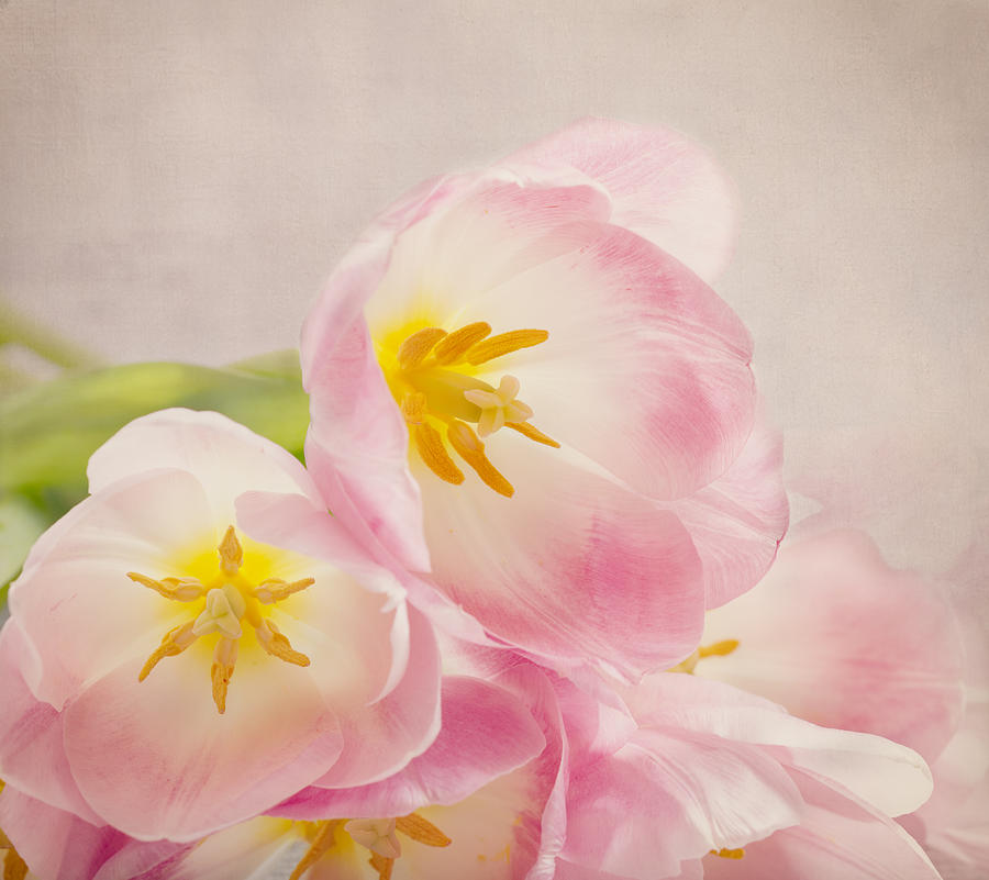 Tulip Photograph - Inner Beauty - Pink Tulips by Kim Hojnacki