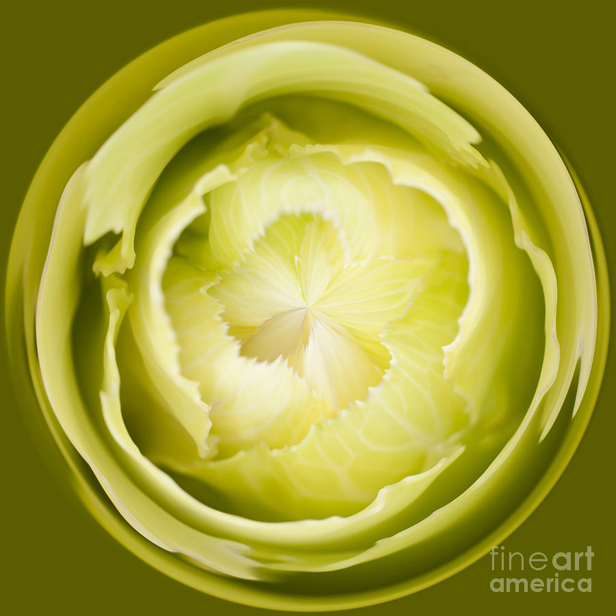 Inner Cabbage Orb Photograph by Anne Gilbert