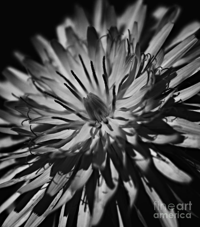 Inner Daisy Photograph by Clare Bevan