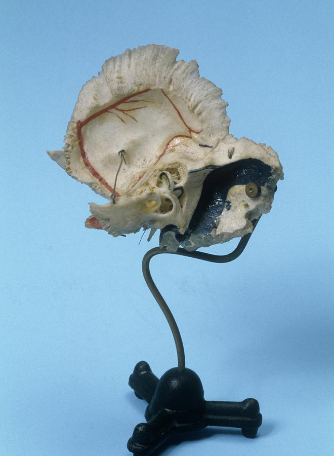 Inner Ear Anatomy Model Photograph by Science Photo Library