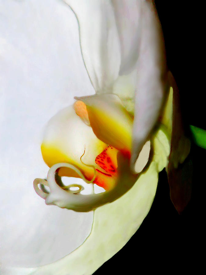 Orchid Photograph - Inner Ear by Diana Angstadt