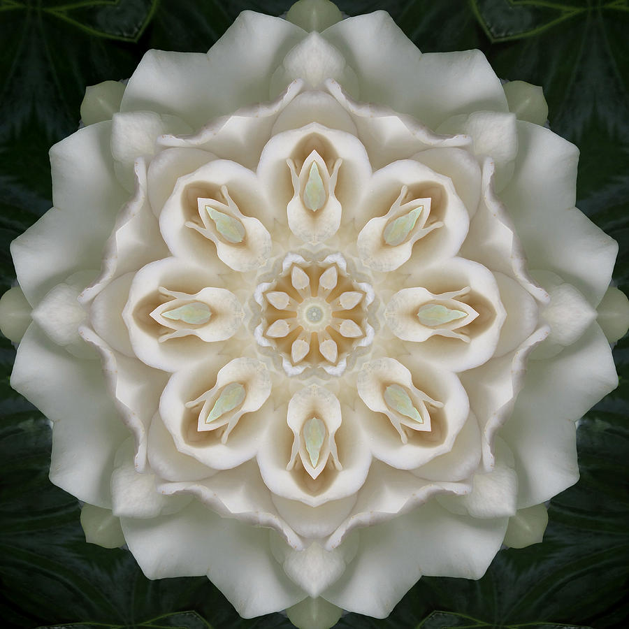 Inner Gardenia Glow Mandala Photograph by Deborah Smith