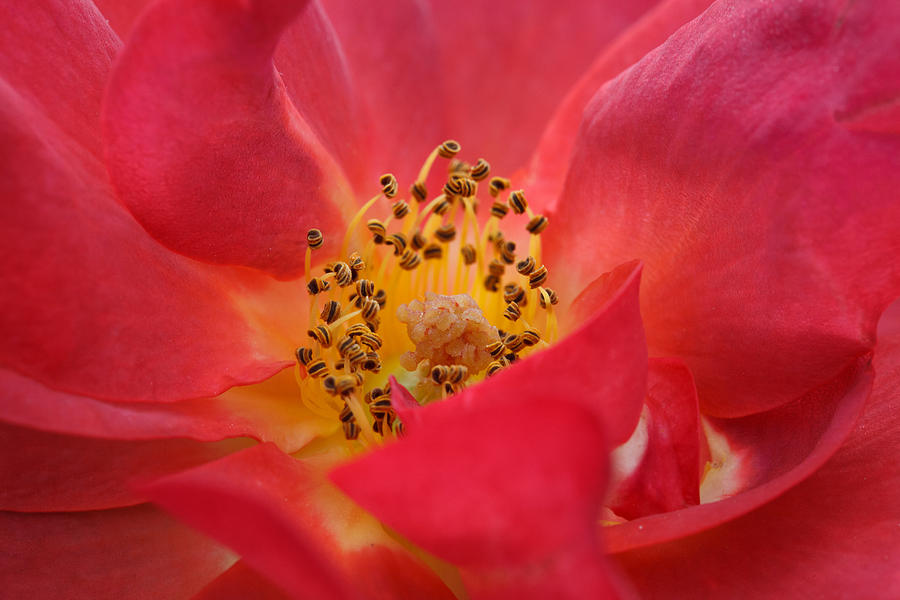 Flower Photograph - Inner Glory by Bob Decker