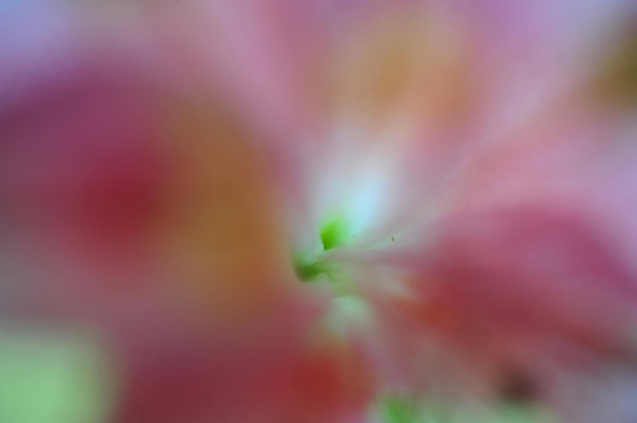 Lily Photograph - Inner Glow. Floral Discovery by Jenny Rainbow