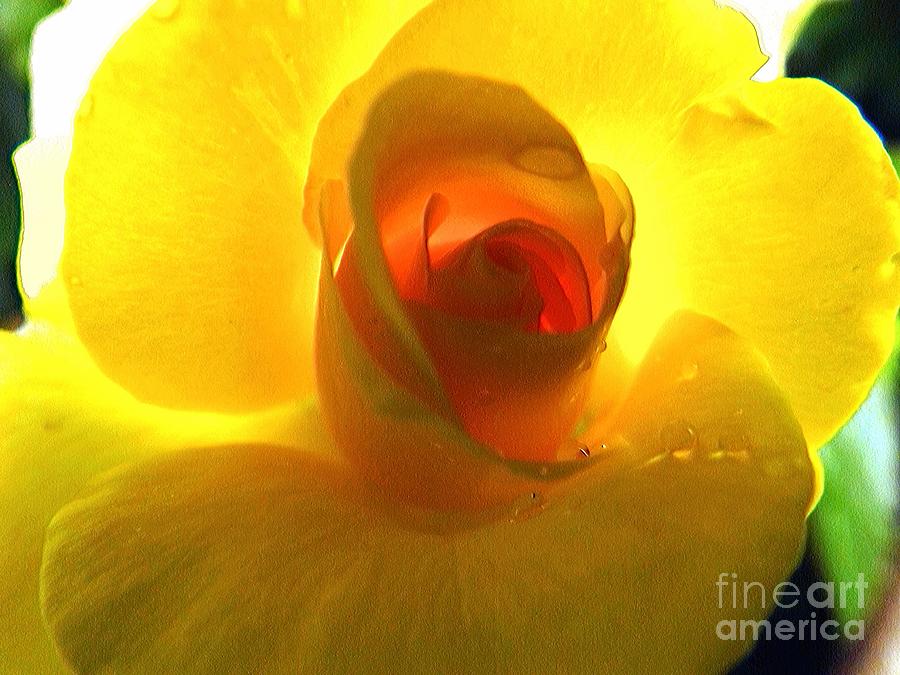 Nature Photograph - Inner Glow by Robyn King