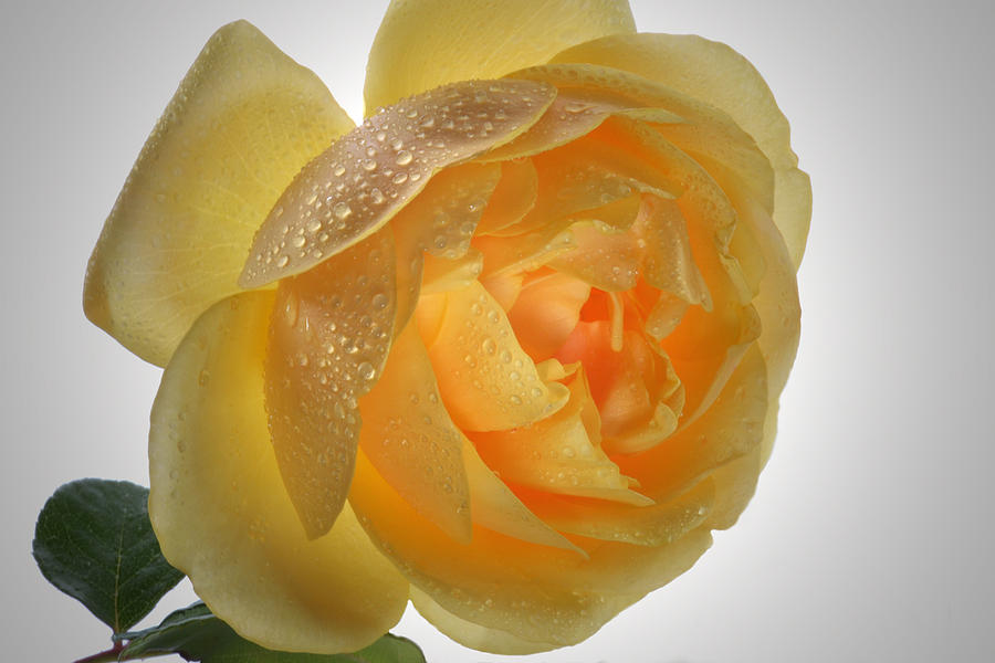 Rose Photograph - Inner Glow. by Terence Davis