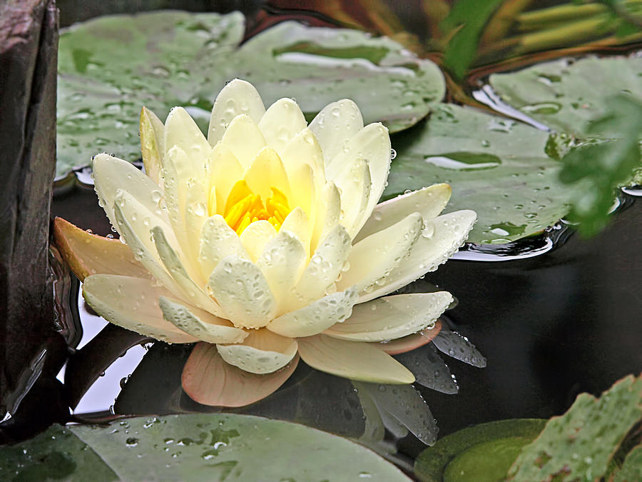 Lily Photograph - Inner Glow - White Water Lily by Gill Billington