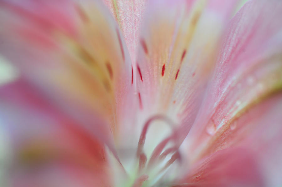 Lily Photograph - Inner Heaven. Floral Discovery by Jenny Rainbow