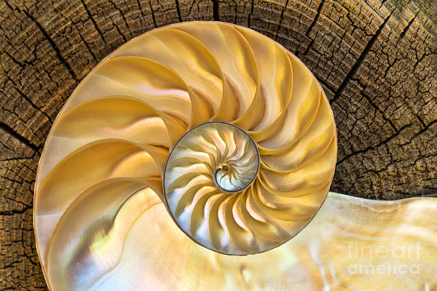 Inner Nautilus Photograph by Mimi Ditchie