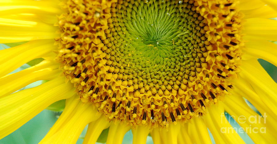 Inner Peace Forms Within This Sweet Yellow Sunflower Photograph by Eunice Miller