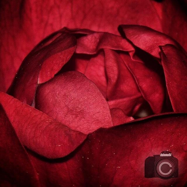 Inner Rose #flowersbydl Photograph by David Lopez