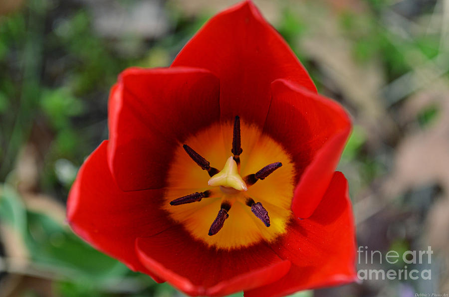 Nature Photograph - Inner Tulip by Debbie Portwood