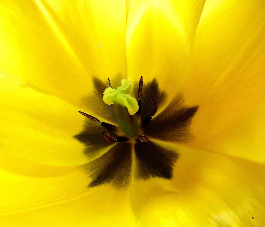 Inner Tulip Macro Photograph by Will Borden
