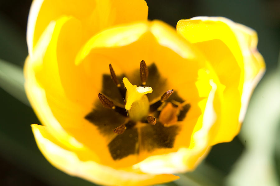 Inner Yellow Tulip Photograph by Keith Thomson