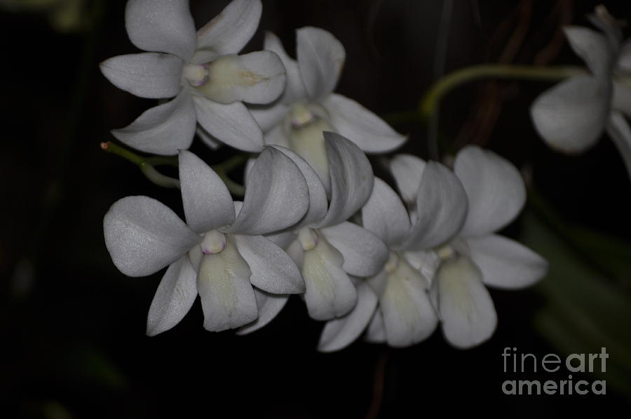 Orchid Photograph - Innocence by Nona Kumah