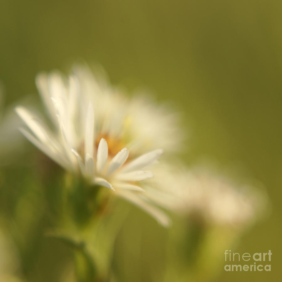 Flower Photograph - Innocence - Original by Variance Collections