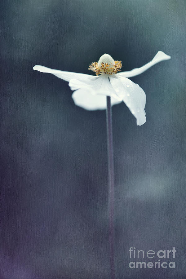 Flower Photograph - Innocence by Priska Wettstein