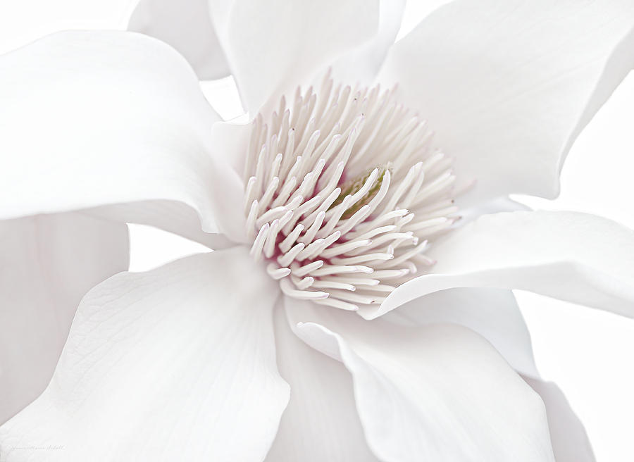 Innocence White Magnolia Flower Photograph by Jennie Marie Schell