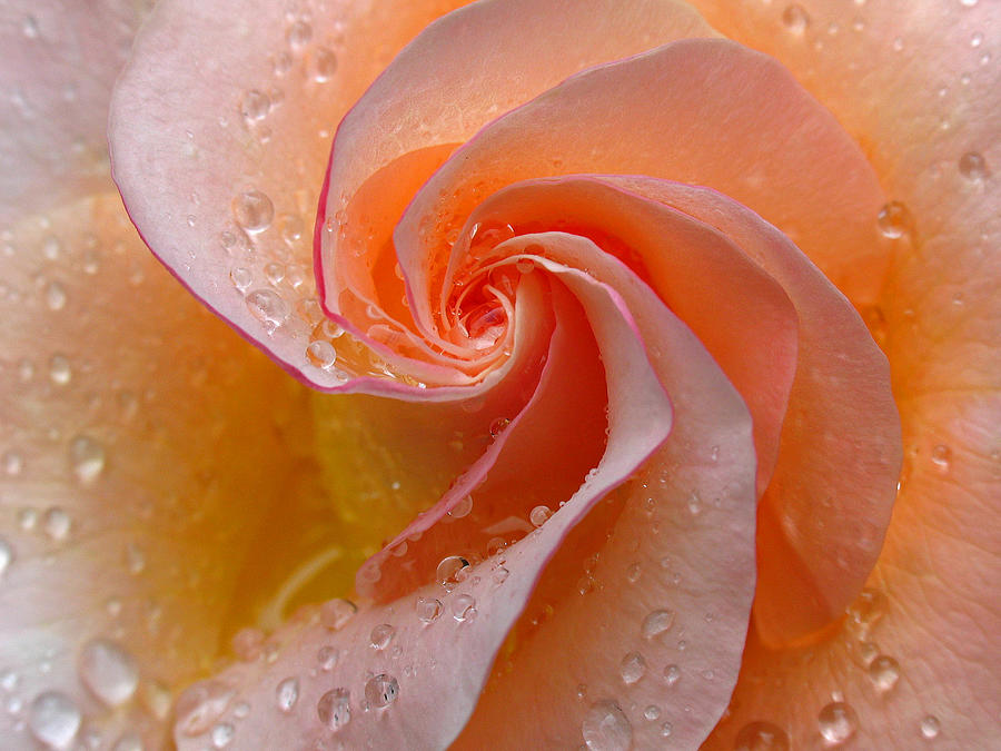 Rose Photograph - Innocent Beauty by Juergen Roth