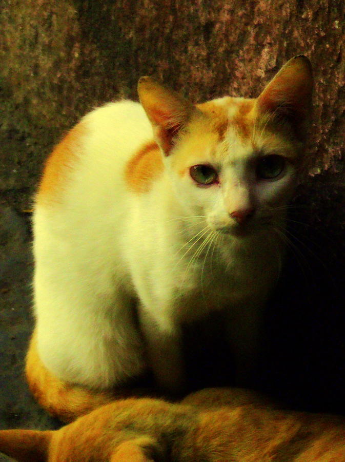 Innocent Cat Photograph by Salman Ravish
