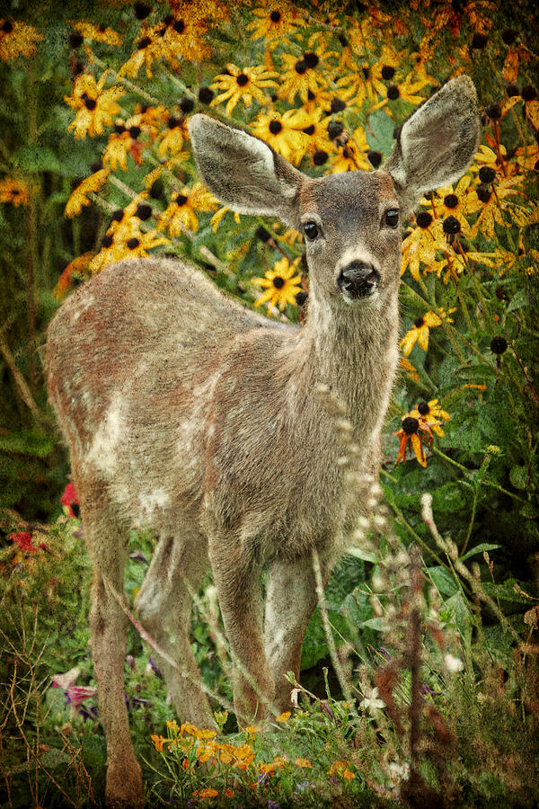 Innocent Fawn and Flowers Photograph by Peggy Collins
