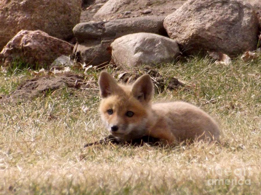 Innocent Little Red Fox Photograph by Deb Schense