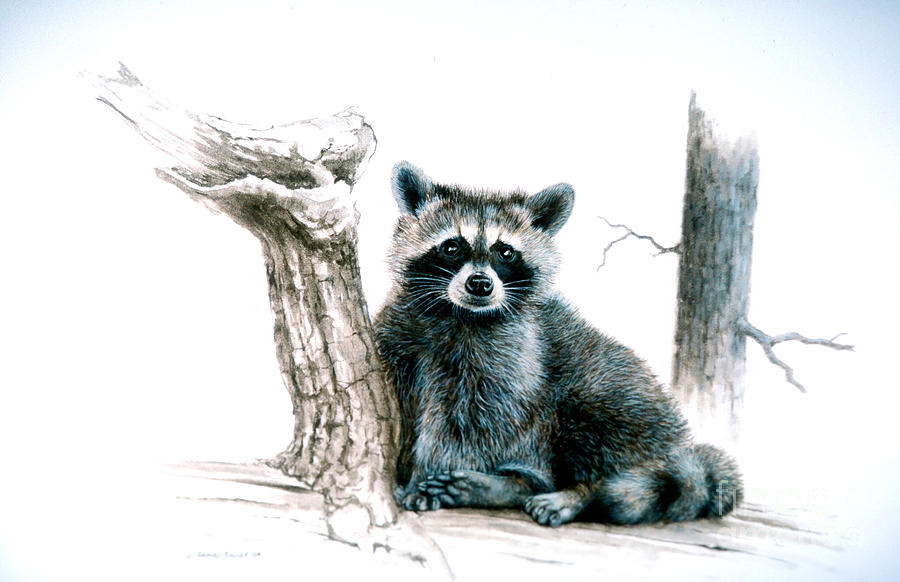 Raccoon Painting - Innocent by Richard Hauser