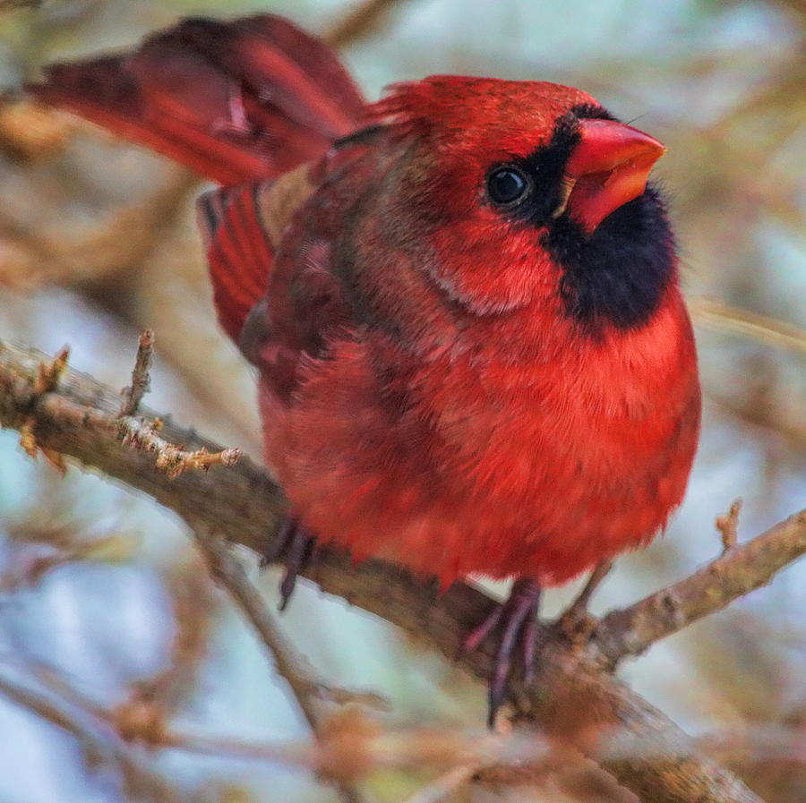 Inquisitive Cardinal Photograph by Dale Kauzlaric