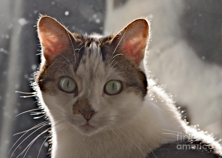 Inquisitive Cat Photograph by Jeremy Hayden
