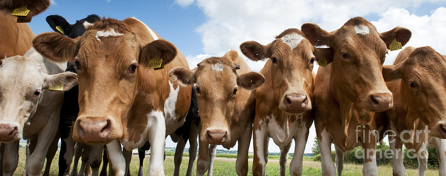 Cow Photograph - Inquisitive Cows by Tim Gainey