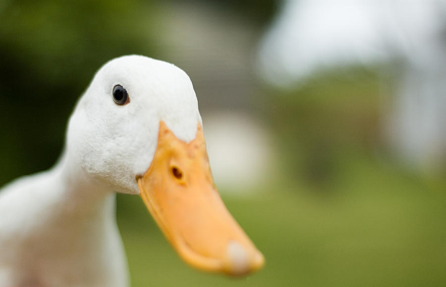 Inquisitive Duck Photograph by Georgeclerk