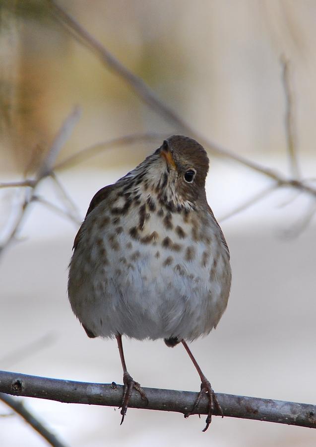 Inquisitive Hermit Thrush Photograph by Cascade Colors
