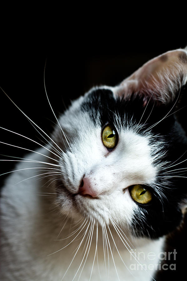 Inquisitive Kitty Photograph by Cheryl Baxter