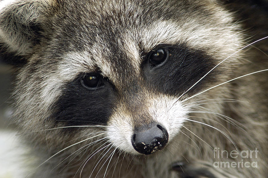 Inquisitive Raccoon Photograph by Jane Axman