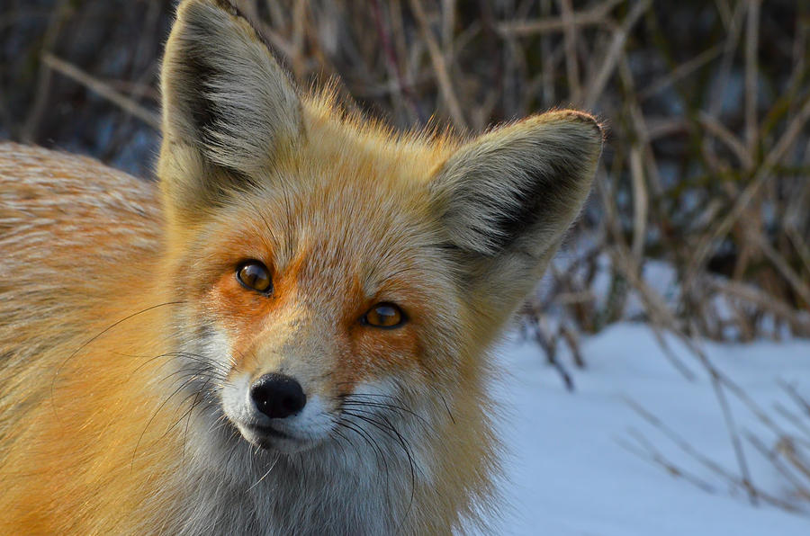 Inquisitive Red Fox Photograph by Beth Venner