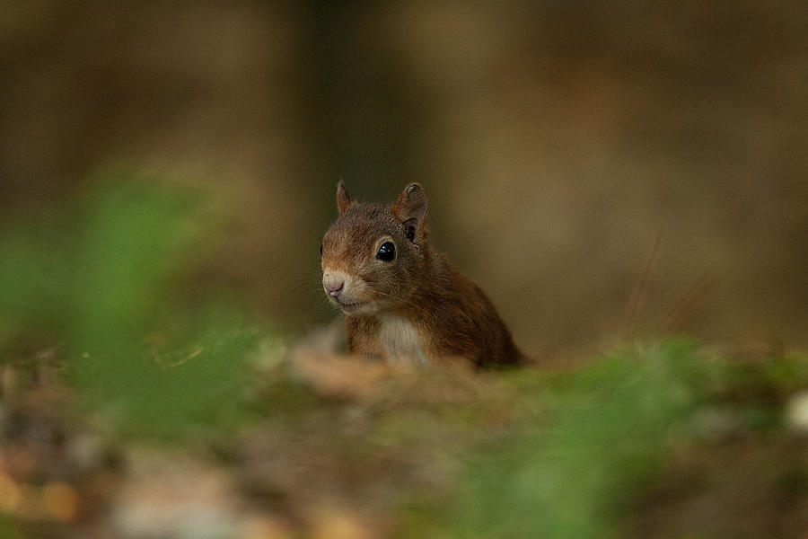 Inquisitive Red Squirrel Photograph by Paul Scoullar